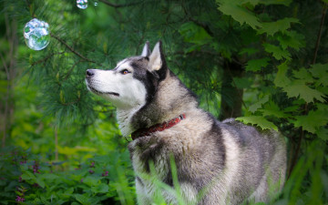 обоя husky, животные, собаки, любопытство, пес, лес