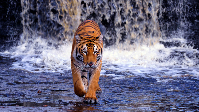 Обои картинки фото животные, тигры, бенгальский, тигр, водопад