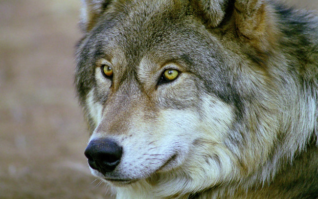 Обои картинки фото grey, животные, волки, волчара, матерый, серый, мудрый