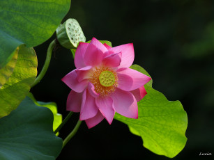 Картинка цветы лотосы розовый