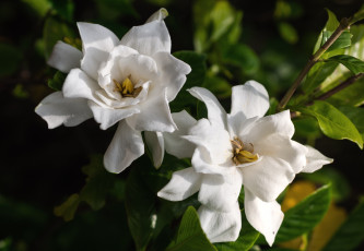 Картинка цветы гардения белый