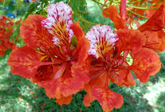Картинка цветы делоникс королевский огненное дерево экзотика