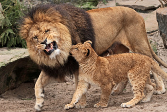 Картинка животные львы воспитание отец сын