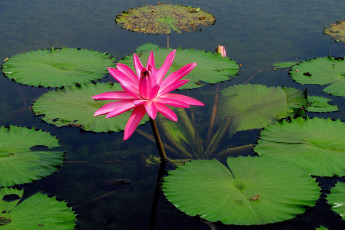 Картинка цветы лилии водяные нимфеи кувшинки нимфея листья вода