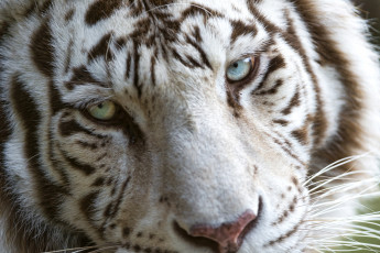 Картинка животные тигры морда красавец портрет