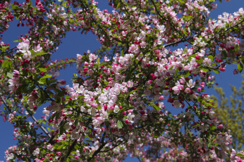 Картинка цветы цветущие деревья кустарники ветки цветение макро весна
