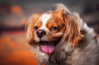 Картинка животные собаки язык настроение