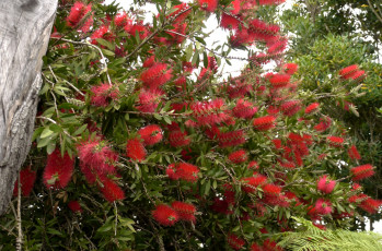 Картинка цветы каллистемон экзотика ершики