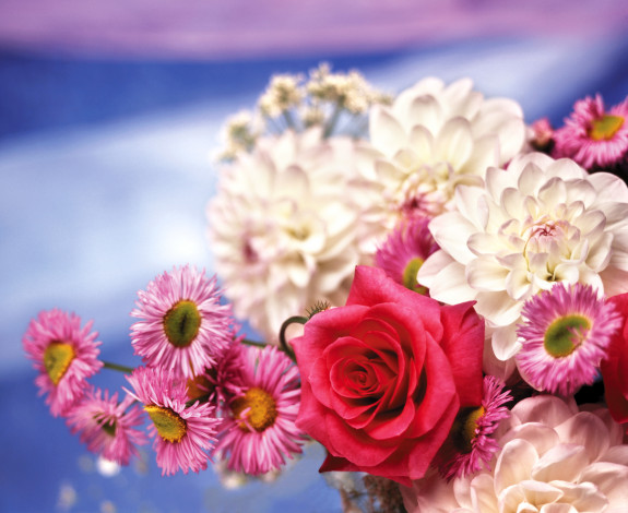 Обои картинки фото цветы, разные, вместе, пионы, розы, букет