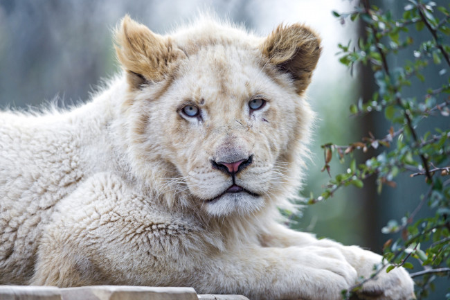 Обои картинки фото животные, львы, молодой, белый, глаза