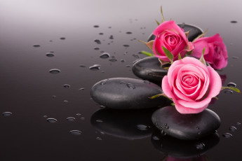 Картинка цветы розы капли камни бутоны
