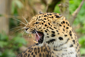 Картинка животные леопарды амурский оскал рык профиль морда хищник сердитый угроза злость ярость клыки пасть