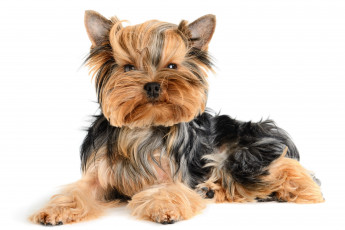 Картинка животные собаки йоркширский террьер щенок собака