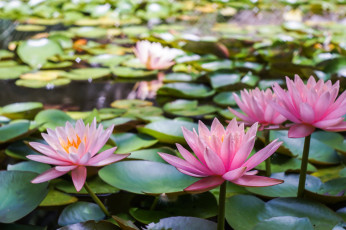 Картинка цветы лилии+водяные +нимфеи +кувшинки листва розовые кувшинки озеро