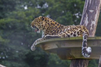 Картинка животные леопарды хвост профиль пятна зевает кошка