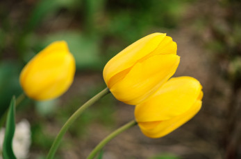Картинка цветы тюльпаны желтый макро
