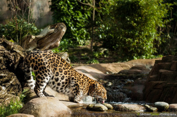 Картинка животные леопарды заросли кошка амурский водопой камни ручей пятна
