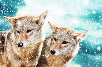 Картинка животные волки +койоты +шакалы два