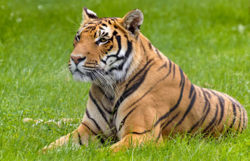 Картинка животные тигры лето трава отдых лежит морда кошка свет