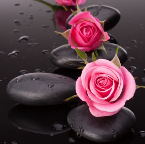 Обои картинки фото цветы, розы, капли, камни, бутоны