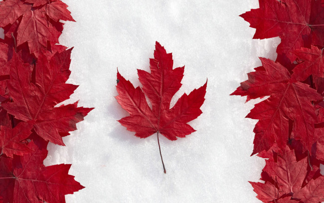 Обои картинки фото разное, флаги,  гербы, клен, кленовые, снег, красные, листья, флаг, канада