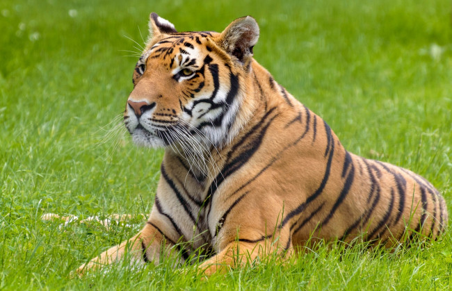 Обои картинки фото животные, тигры, лето, трава, отдых, лежит, морда, кошка, свет