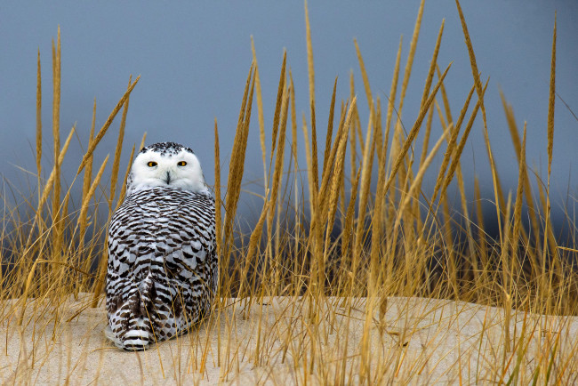 Обои картинки фото животные, совы, взгляд, полярная, сова, колоски, песок, трава