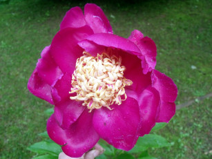 Картинка цветы пионы макро розовый