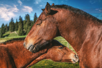 Картинка животные лошади любовь пара