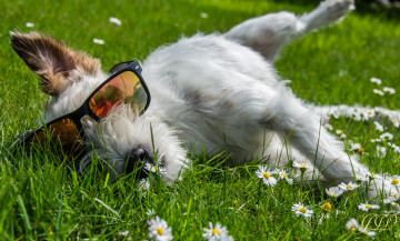 Картинка животные собаки собака очки луг трава