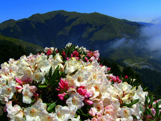 Обои картинки фото цветы, рододендроны , азалии, горы, туман