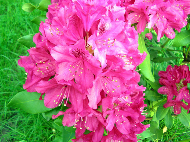 Обои картинки фото цветы, рододендроны , азалии, розовый