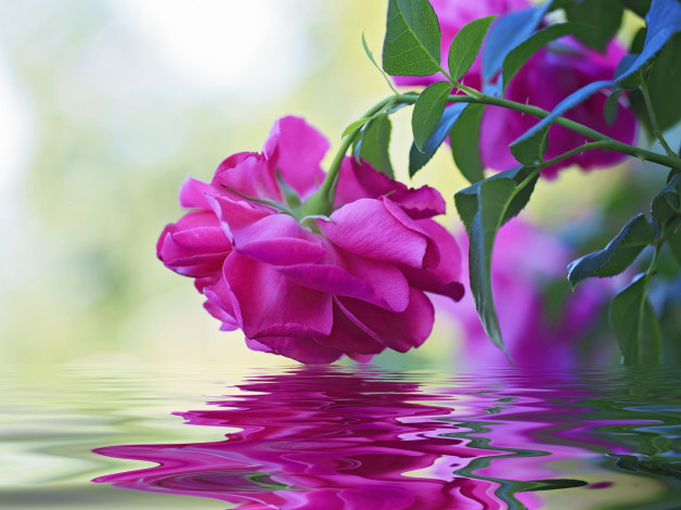 Обои картинки фото цветы, розы, отражение, вода, бутон, роза, макро