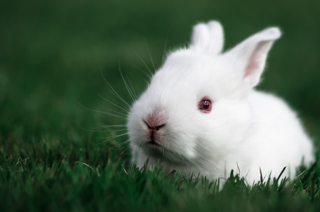Обои картинки фото животные, кролики,  зайцы, крольчонок, кролик, белый