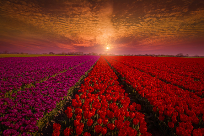 Обои картинки фото цветы, тюльпаны, бутоны, красные, небо, закат, природа, голландия, поле