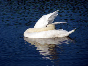 Картинка животные лебеди белый птица вода