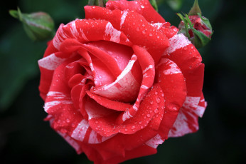 Картинка цветы розы пестрый капли макро
