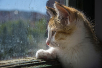 Картинка животные коты взгляд окно стекло котёнок