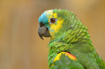 Картинка животные попугаи синелобый амазон попугай птица портрет