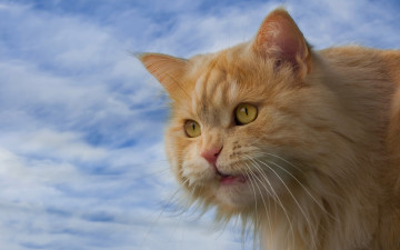 Картинка животные коты небо кошка кот взгляд мордочка рыжий