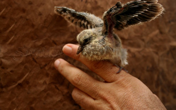 Картинка животные птицы рука птенец крылья