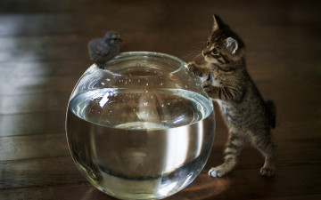 Картинка животные разные+вместе знакомство вода цыплёнок аквариум котёнок