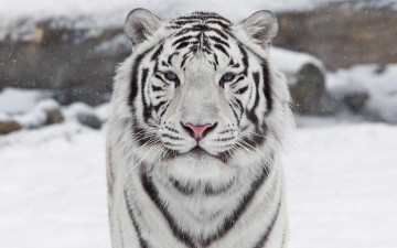 Картинка животные тигры фон тигр