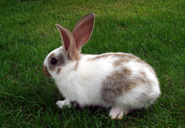Обои картинки фото животные, кролики,  зайцы, лужайка, трава, кролик