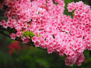 Картинка цветы цветущие+деревья+ +кустарники ветка листья цветок розовая цветение нежность