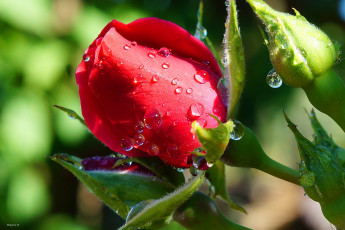 Картинка цветы розы бутон алый капли
