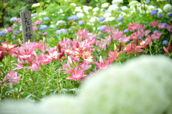 Картинка цветы лилии +лилейники цветение бутоны blooms розовые buds pink lily