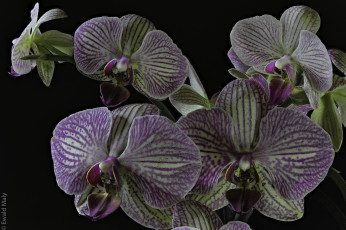 Картинка цветы орхидеи цветение лепестки цветки орхидея