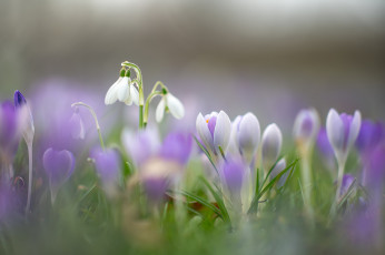 Картинка цветы разные+вместе весна цветение ландыши крокусы