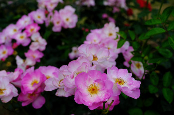 Картинка цветы розы роза бутон лепестки листья цветение rose bud petals leaves blossoms